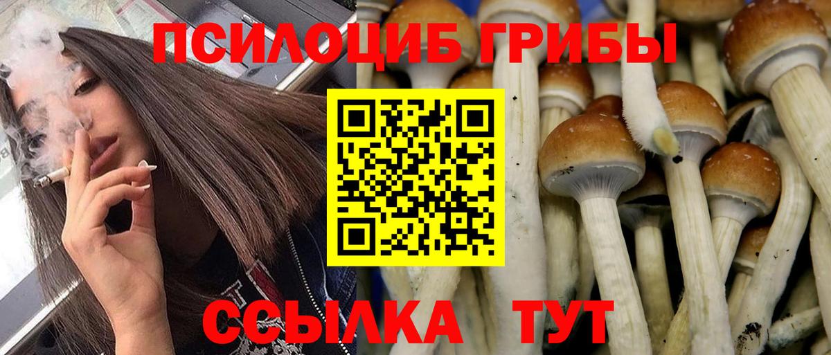 Тихорецк  Галлюциногенные грибы Psilocybine cubensis  Вход с VPN 